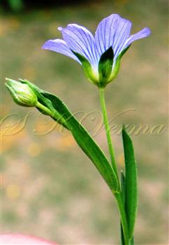  Flowering branch